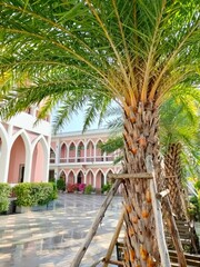 The Date Palm and The Mosque