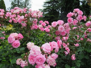 Pretty Bright Pink rose Flowers bloom in a rose garden
