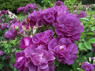 Pretty Bright Closeup Purple Roses Bloom  in A Rose Garden