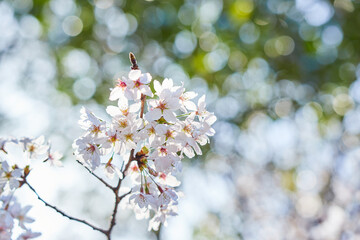 綺麗な春の満開の桜の花の風景