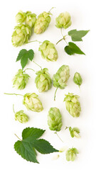 Fresh green hop branch, isolated on a white background. Hop cones for making beer and bread.