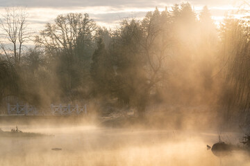 Fog on a pond during sunrise in the Spring in a garden on a farm in Oregon
