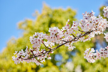綺麗な春の満開の桜の花の風景