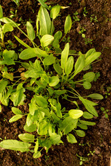 young sorrel leaves grow from fertile soil in a greenhouse. Spring planting concept.