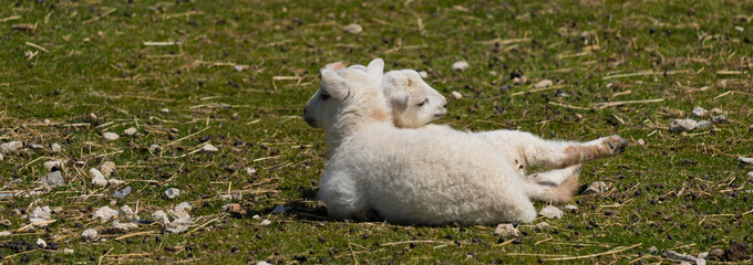 春の牧場の羊の赤やんの様子