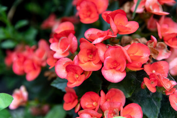 groupe de petites fleurs rouge avec arrière plan de feuilles foncées