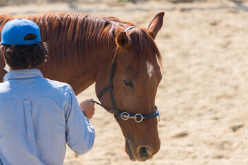 乗馬クラブの馬と調教師の様子