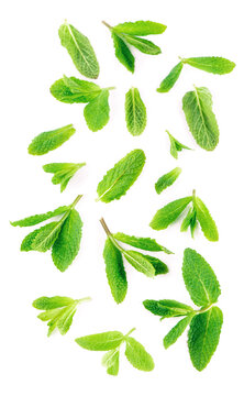 Fresh mint leaves on the white background