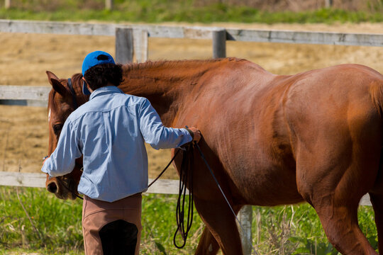 乗馬クラブの馬と調教師の様子