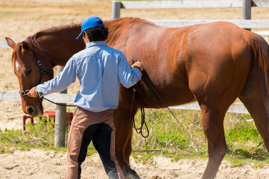 乗馬クラブの馬と調教師の様子