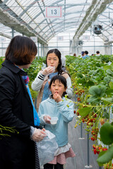 春のイチゴ狩り園でイチゴ狩りをしている家族たち