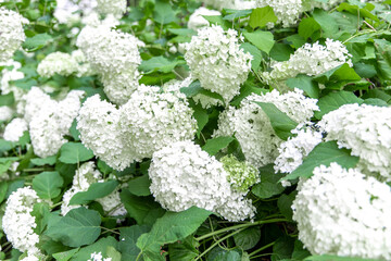 plan large d'un groupe de fleurs blanches formant une boule en été avec feuilles vertes en...
