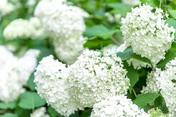 gros plan d'un groupe de fleurs blanches formant une boule en été avec feuilles vertes en arrière plan