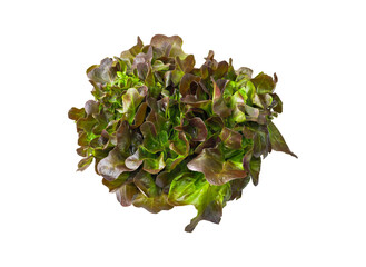isolated salad lettuce vegetable with clipping path on white background a top view closeup texture of fresh hydroponic red oak and green salad leaves for healthy raw food ingredient
