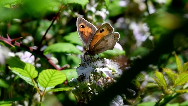 Close Up movie of Meadow Brown butterfly on on blackberry flowers. His Latin name is Maniola jurtina