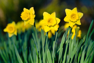 Fototapeta premium Daffodils in a garden in the Spring