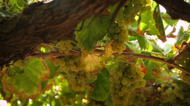 Travelling of white wine grapes hangig with beautiful lens flare in Galicia, Spain