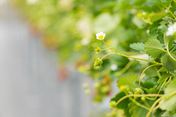 春のイチゴ狩り園のイチゴとイチゴの花の風景