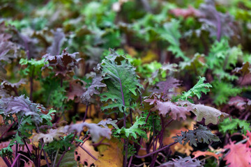 Kale russe rouge vendu dans un marché local