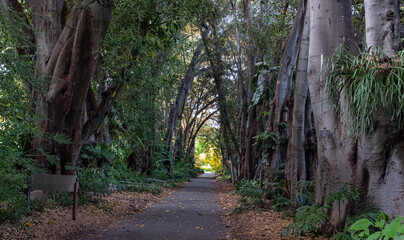 path in the park, path, walkway, trees, sunrise.