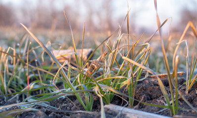 Wheat bushes with frozen leaves in spring.