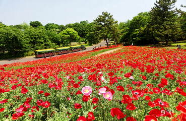 A colorful park train runs next to the Shirley Poppy flower field & tourists enjoy the view of beautiful blossoms on a bright sunny day in Showa Memorial Park (Kinen Koen), Tachikawa, Tokyo, Japan