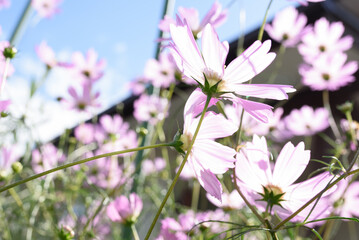 cosmos flowers in autumn wind and sunshine_01