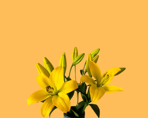 Fototapeta na wymiar yellow lily flower, Beautiful yellow flower with yellow background,