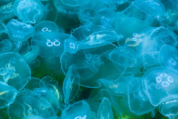 Marine background, large cluster of jellyfish in sea water, background, top view