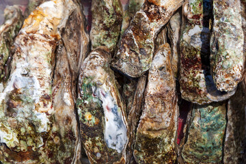 Fresh sea oysters, oyster shells background