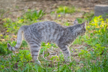 A beautiful fluffy gray cat walks on a green lawn in the sunset light.