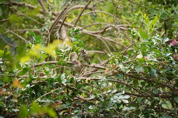 Rufous-collared Sparrow bird on a branch