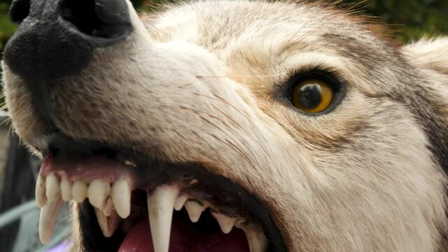 Eyes of the evil aggressive wolf mummy. Taxidermy or hunting trophies concept