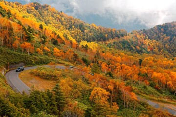 Obraz premium Autumn scenery of a mountain highway making a sharp turn by the mountainside through colorful forests in Shiga Kogen Highland, a beautiful national park & tourist destination in Nagano Japan