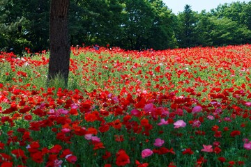 Scenery of a beautiful field of abundant Shirley Poppy flowers in Showa Kinen Koen ( Memorial Park ) in Tokyo, Japan ~ Landscape of a romantic garden of red Poppy flowers in full bloom