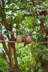 Dove birds on a tree