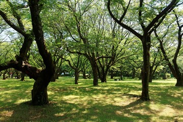 Beautiful scenery of a forest in Showa Kinen Koen (Showa Memorial Park ) with lush greenery and comfortable shade under the summer sun, in Tokyo, Japan ~ Scenic view of a shady forest in an urban park