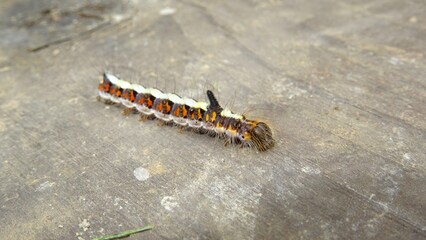 Detail of a Grey Dagger Moth Caterpillar (Acronicta psi)