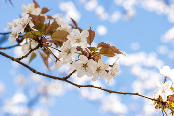 桜クローズアップ