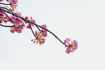 pink cherry blossoms