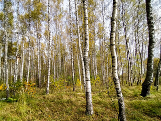 birch forest 