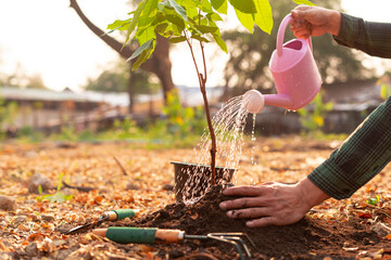 .Volunteers plant trees while watering the plants in the garden. To reduce global warming problems Which is the concept of saving the earth, nature, environment and ecology © crizzystudio