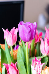 Pink tulip cultivar with many petals macro photography on a pink background of other tulips. 