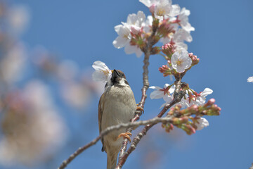 Blue sky, cherry blossoms and sparrows