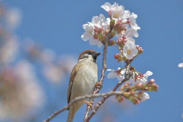 Blue sky, cherry blossoms and sparrows