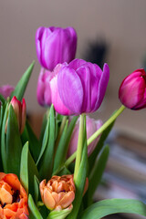 Purple tulip cultivar with many petals macro photography on a pink background of other tulips. 