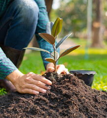 Men are planting trees in the World Tree Planting Project, planting trees for good weather. And replaces the trees that have been cut down, the concept of fertile ecology © crizzystudio