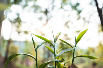 Young leaves In the evening nature