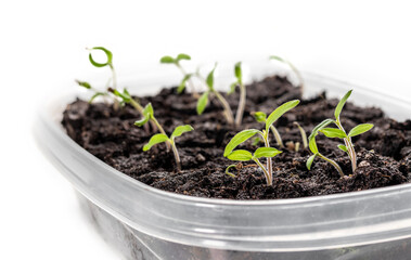 Tomato seedling started indoors in container, close up. Just emerged  with first leaves or cotyledons. Determinate 