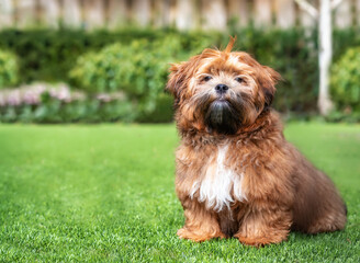 Zuchon teddy bear puppy sitting in the garden. 6 month old small fluffy male dog with light-apricot...